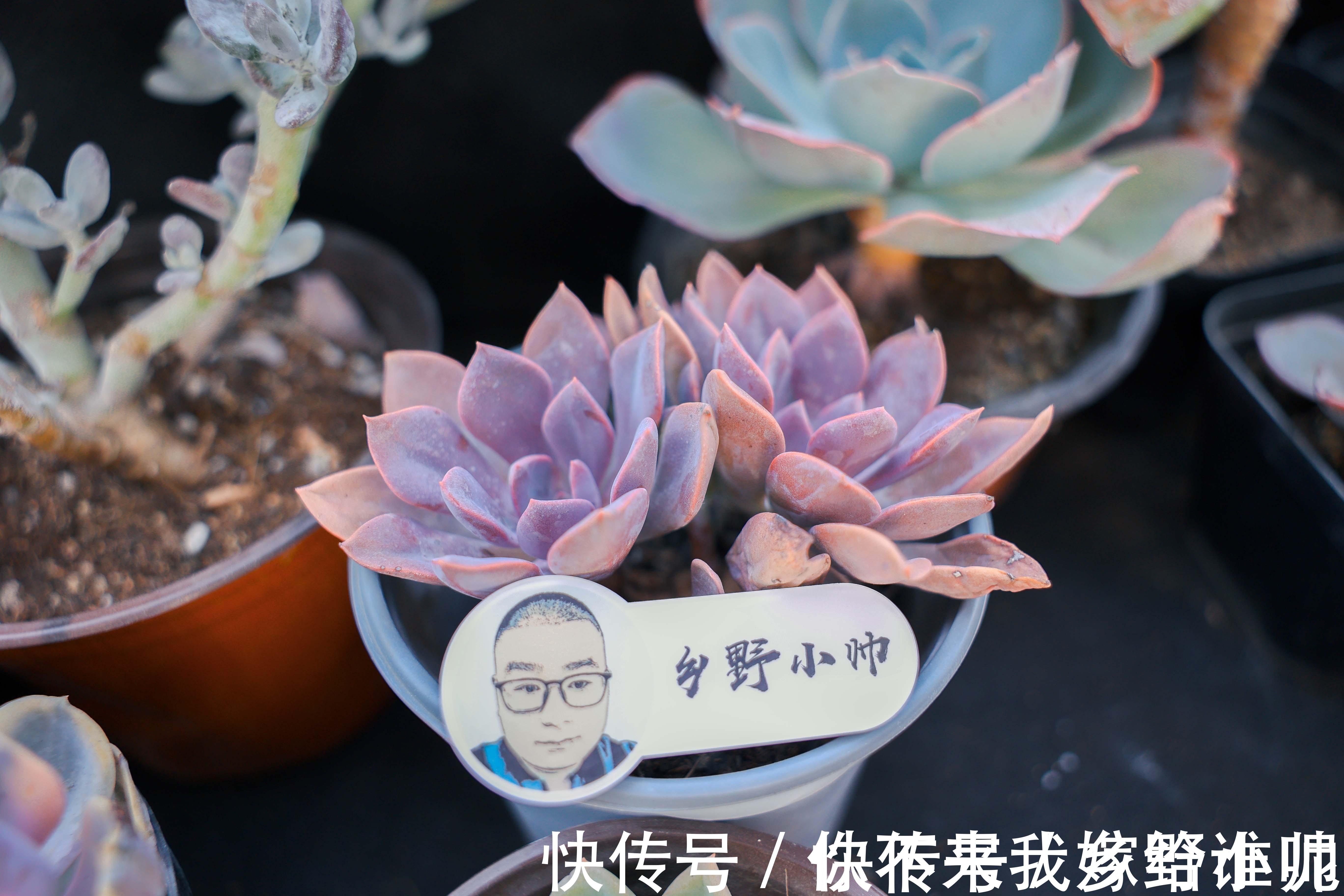 黛比、丘比特，两种长得类似双胞胎的两种多肉，这样养护更漂亮