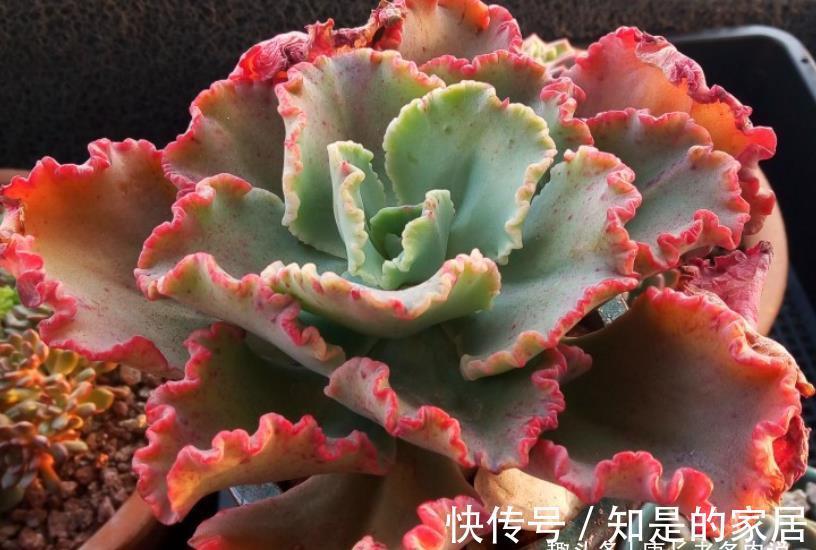 多肉|包菜类多肉大都皮粗肉糙,一些叶片宽大的品种夏天纯露养都没关系