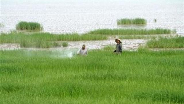 最“难搞”入侵物种,49年前引进,如今在南方泛滥,在中国没天敌