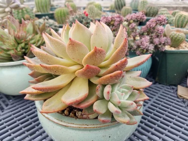 养肉三年，分享养肉经验，谈谈适合逆开挂区的多肉！