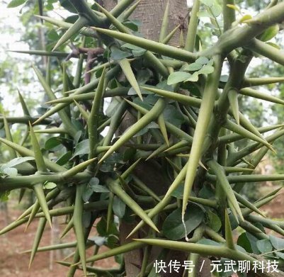 洗头|这个树农村遍地都是，浑身都是宝，用它洗头又干净又健康！