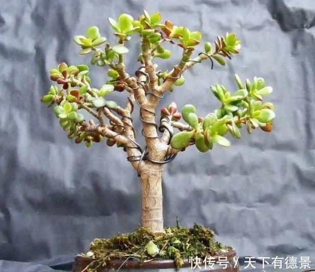 耐旱|家里养3种花,不能多浇水,否则黄叶又烂根!