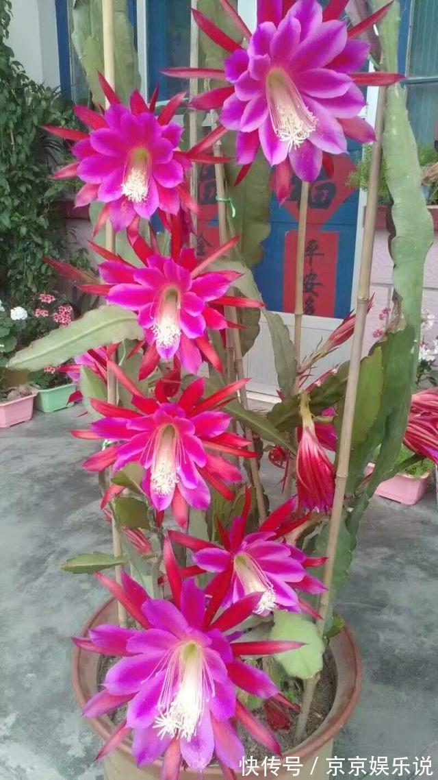 一盆仙人掌，开出大荷花，一盆开60朵，谁见谁爱它