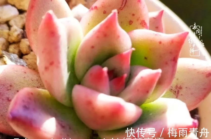 爱上多肉:何须浅碧轻红,自是花中一流!