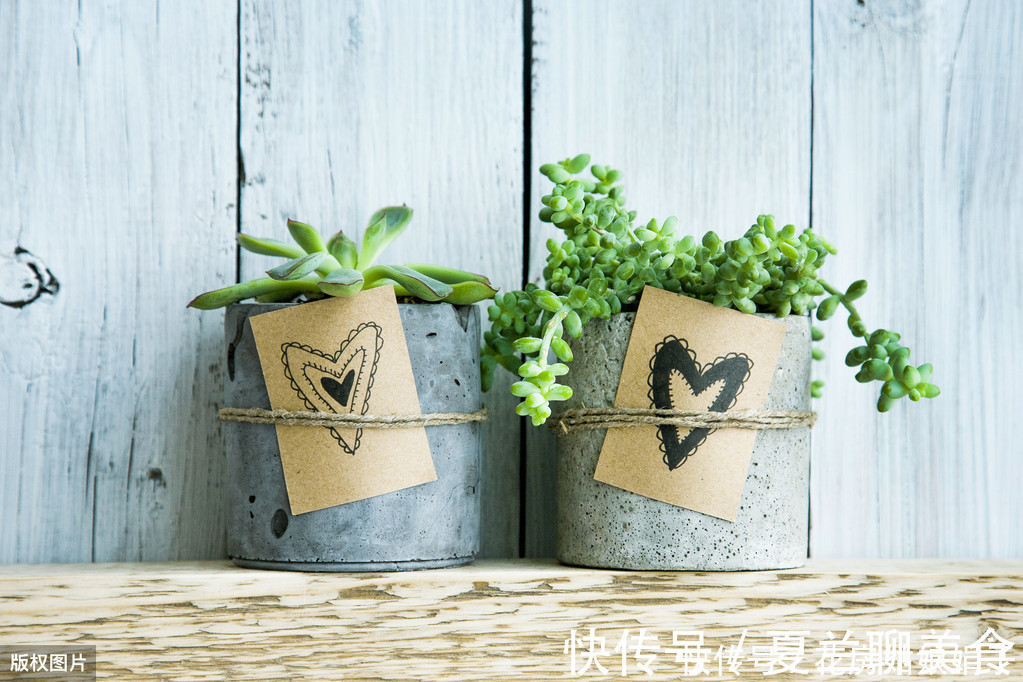 多肉植物怎么浇水?提供浇水七大知识点,让养殖多肉变得更加简单