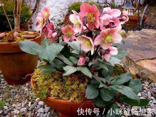 她家3平方的小阳台,几十盆花不停歇的开,邻居见了都羡慕