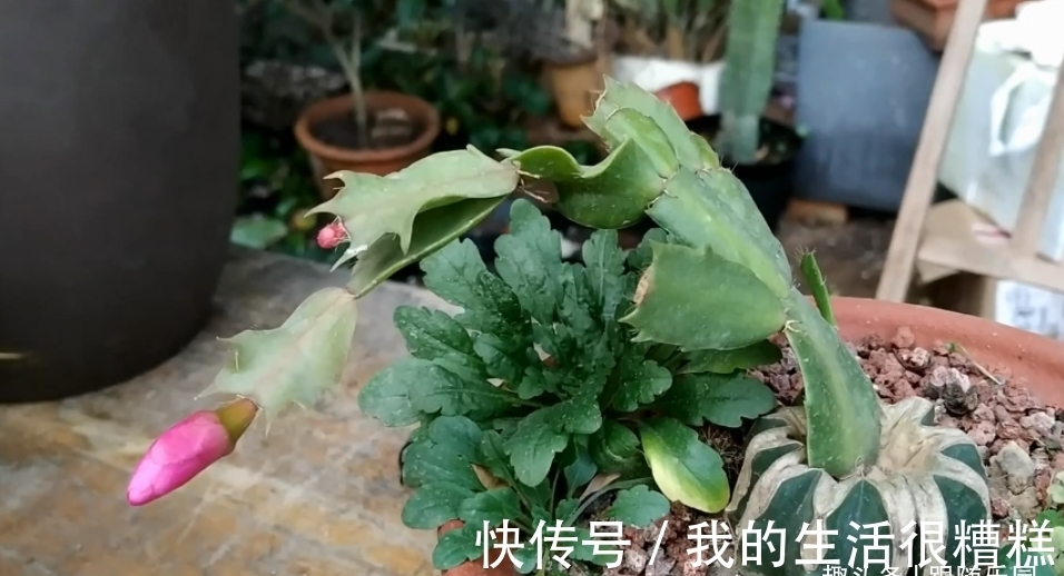 蟹爪兰用“木棍”嫁接，养成棒棒糖，开花一茬接一茬，开成花大树