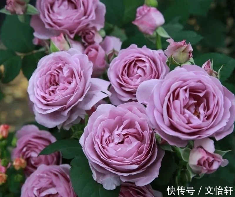 品种|100个月季品种，千姿百态，每个都很漂亮，图名并茂，值得收藏