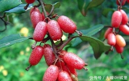 人到中年推薦常吃以下食物，補(bǔ)血抗衰，潤(rùn)腸通便，有益健康