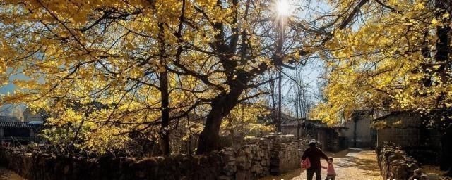 院子里别乱种树,海棠“富贵满堂”,桂花“出贵子”,旺运添福