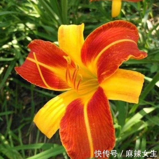 农历9月初8寒露后，养什么花？以下3种花，健康长寿天天笑颜