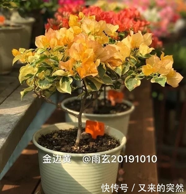 越冬|家里有这花,露养断水2个月,安全越冬50盆