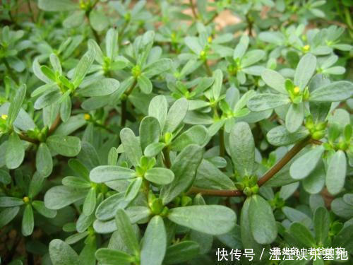 马齿苋炒鸡蛋|在农村有一种晒不死的长寿菜，市场要卖10元一斤，自己去采不花钱