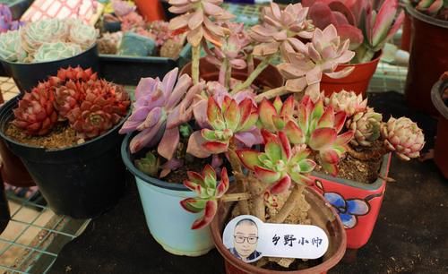 春天到了，小帅教你这样养多肉，才能让你的多肉这么可爱