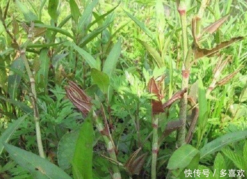 农村这种野草叫做“酸筒杆”,有人吃完直言忘不掉,有人没吃过