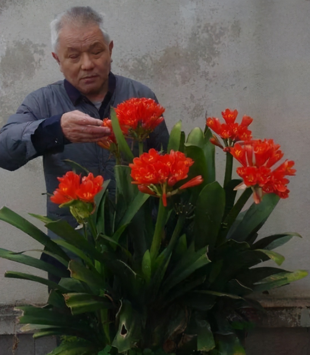 老大爷养君子兰，整整10年，仅靠4种窍门，从幼苗养成富贵花