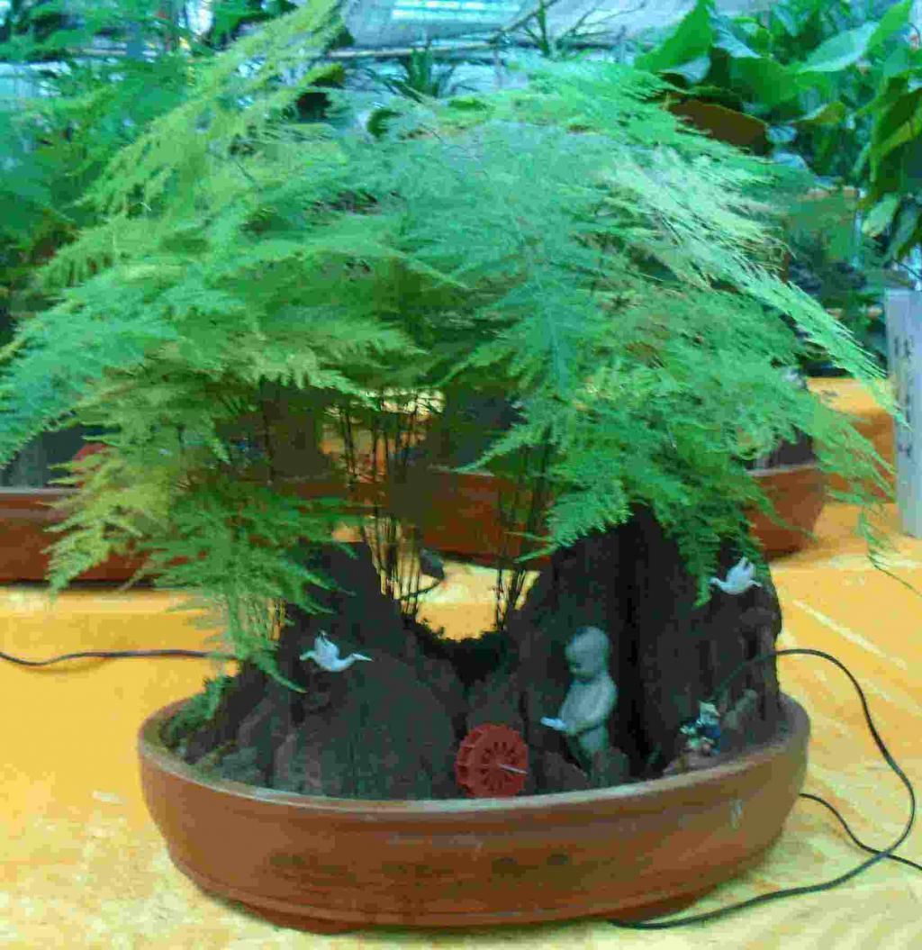  文竹不能这样养，不然很容易出现黄叶情况