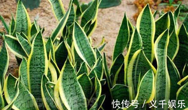 虎皮兰|虎皮兰越长越慢,别急,简单做好4个方面,小白芽呼呼冒