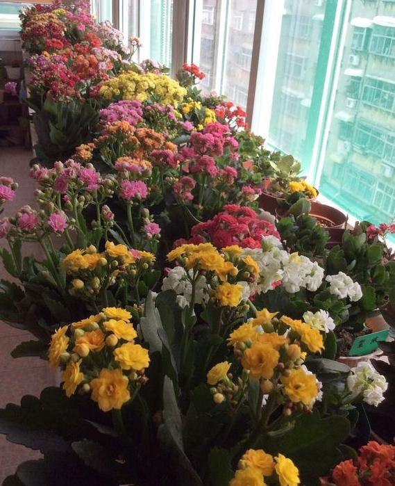 养长寿花,避开5个“坑”,开满大花头,阳台满花球