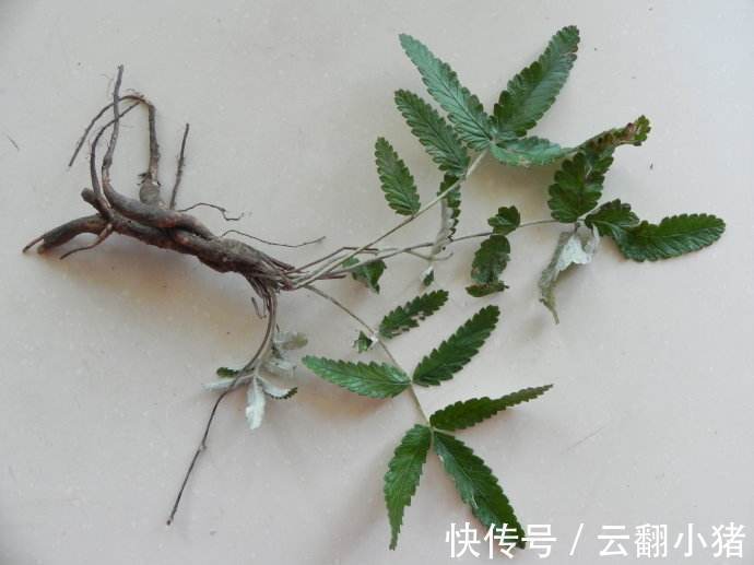 此草专克糖尿病,每天空腹喝2杯,高血糖不来