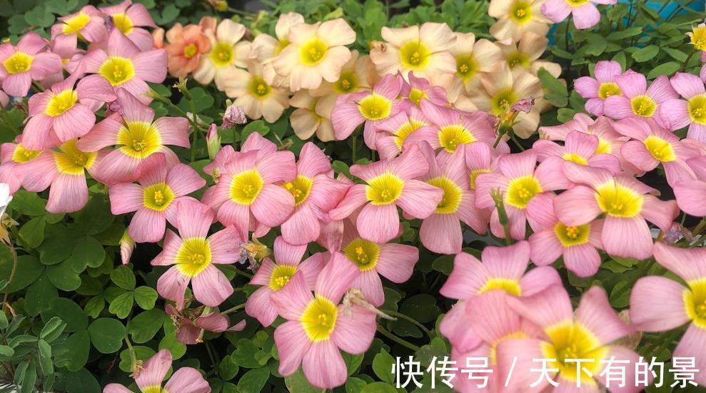 花园|根据时节去种花,天天有花海,花园仿佛就是仙境