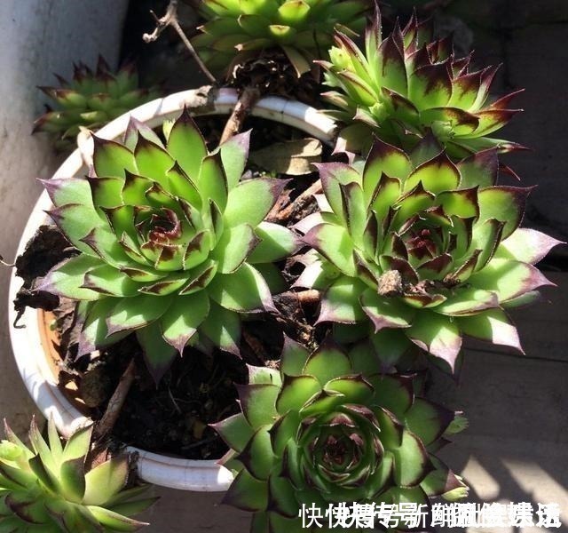 观音莲|养多肉,就养这“6盆”,越长越肥,颜色越来越好看,太美了!