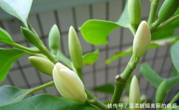 邻居|此花号称“中国第一香”,家里种一棵,熏得一室香,邻居都很羡慕