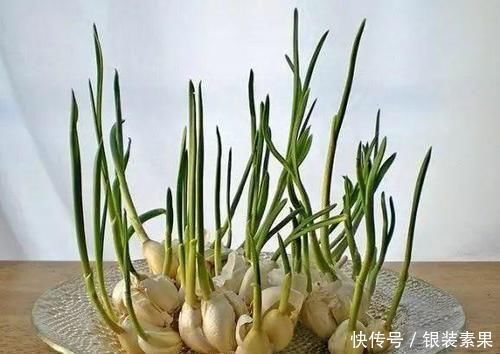 生根|一个芋头芽,埋在花盆里,10天长成大盆景,比龟背竹还漂亮