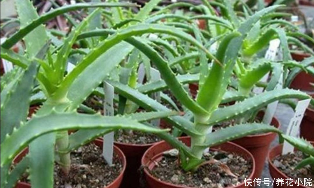 养花|3种植物,被称为“净化空气小能手”,养在家里漂亮又美观