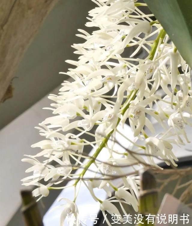 中年|“共同战疫,线上游园”第十期——“宅”在展览温室二中的花儿们!