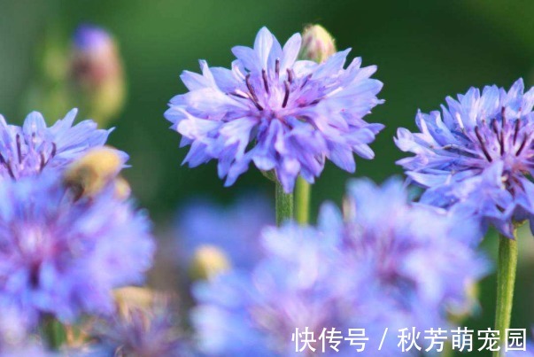 威廉一世|此花被誉为“吉祥之花”，有重见光明的含义，可以带给人希望！