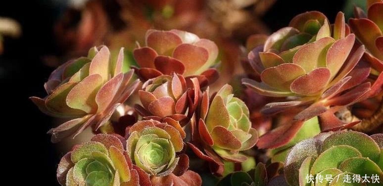 夏天室内养多肉好处多，度夏省心，但要注意3件事，不然还是会挂！