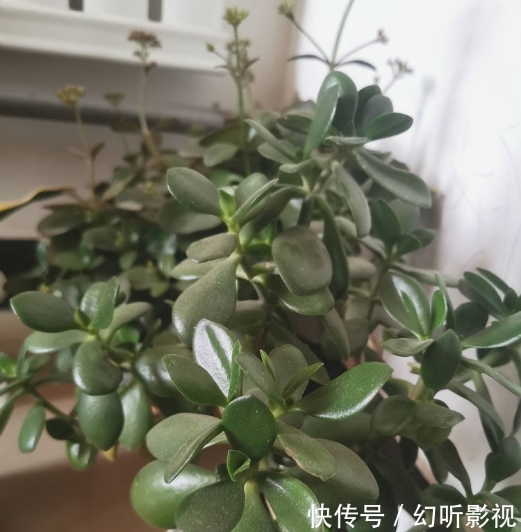 冬天养玉树,做好2点,枝肥叶壮、杆子壮实、绿意盎然