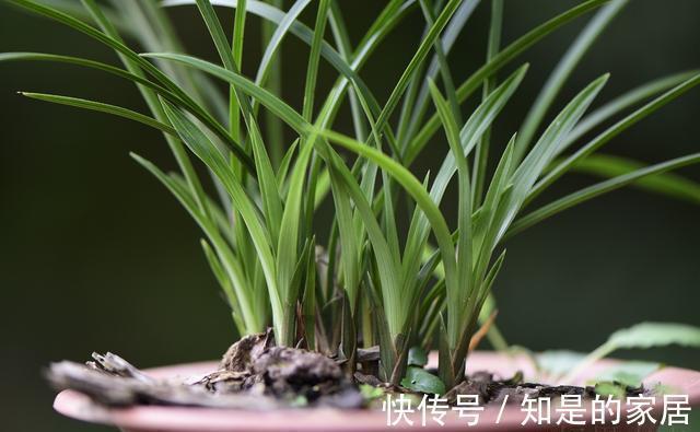 养兰花不会施肥怎么办?专为新手定制的技巧,不施肥养兰法