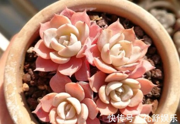 多肉植物|养多肉用1种“溶液”,再也不徒长,叶片长得肥又厚,疯长到爆盆