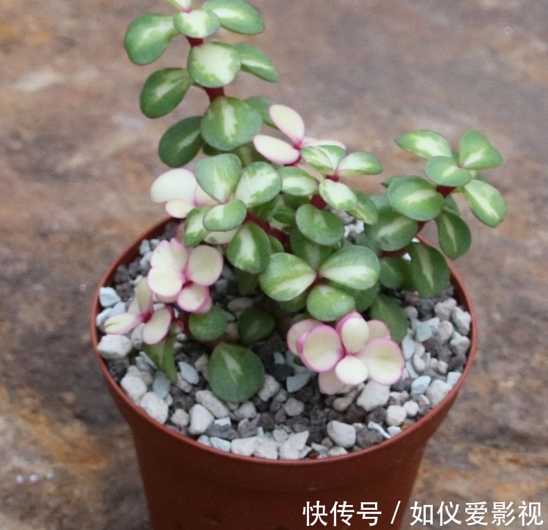 盆栽避开这3点,树马齿笕叶不黄不掉,很快就逆袭成金枝玉叶