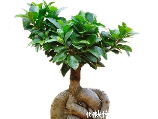 枝干|八种盆栽称为天然盆景,越养越美,越养价值越高、寿命几十年!