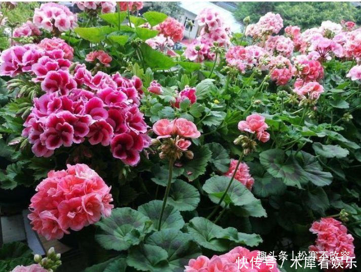 阳台养花,不妨养这款植物,花期长又好养,沾土就活