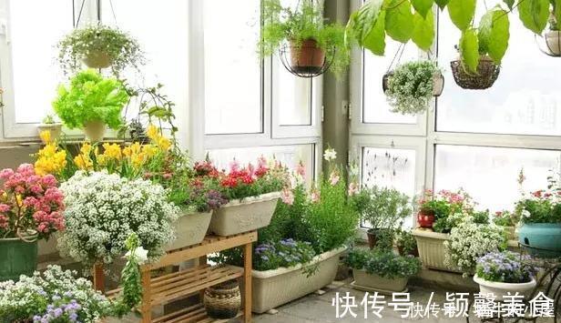 花卉|懂行的人冬天坚决不买三种花，冬天都不会买，白给也不要
