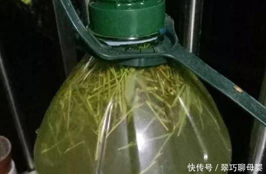 养花|这种天然的“生根剂”,给花浇一点根系壮猛发芽,后悔今天才知道