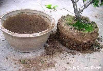 养花万能土|养花土别买了,“3种”废渣一掺和就是“养花万能土”,养啥活啥