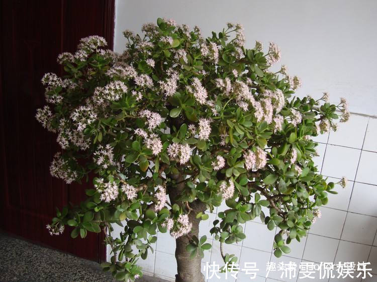 名字|名字美妙的3种花,玉树、金花茶、赤苞花,见过的人不多!