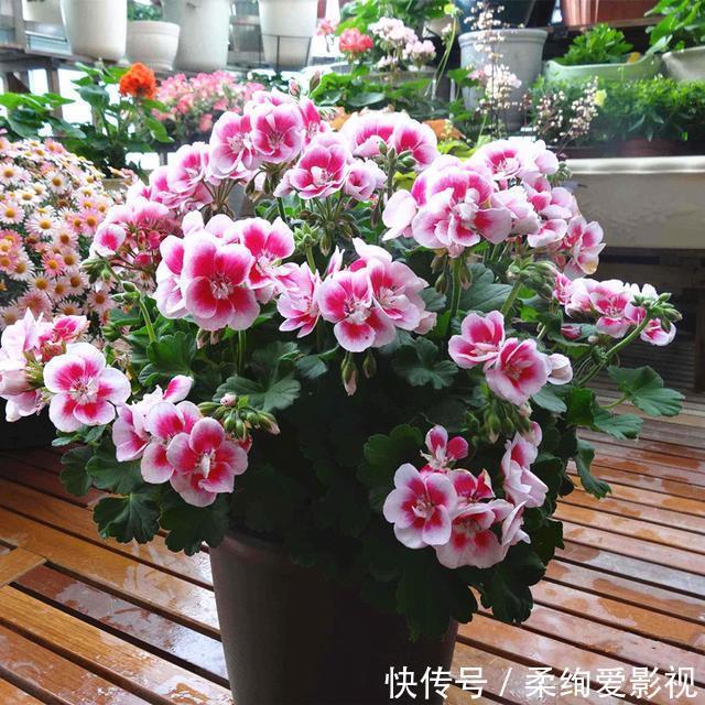 天竺葵|阳台适合养的“6种花”,花色丰富,花期长,一直赏花六个月