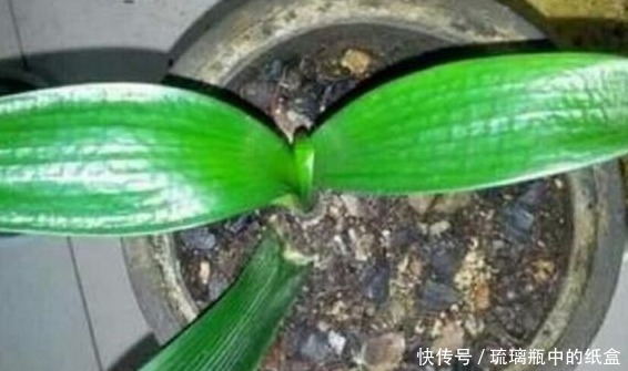 君子兰不花钱就能养仅用这“1妙招”，30天出一盆，赶紧看看！