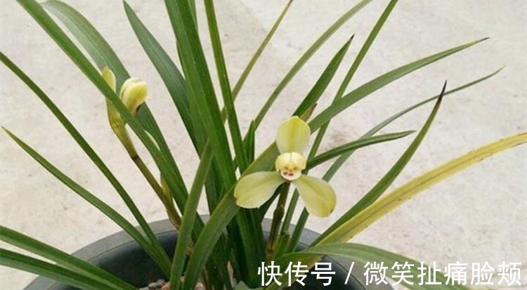 花友们|养兰花，给它喷点“生根水”，大白根直冒，长得肥肥壮壮！