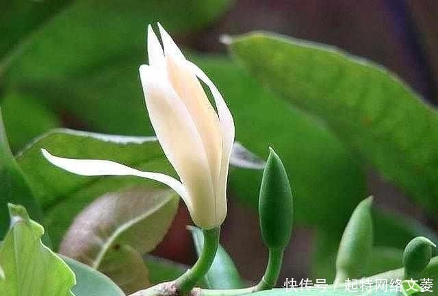 只会傻傻养绿萝?此花一开160天,遇土即活,家里香的不得了!