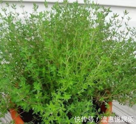 栽培|家里种上这些可食用的香草，一年都可以吃不停，调料钱都能省了！
