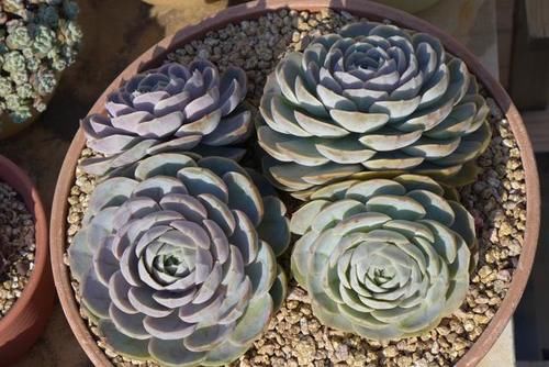 可以垫在花盆底部的4种材料，不用花钱买，趁着春季踏青捡点就行