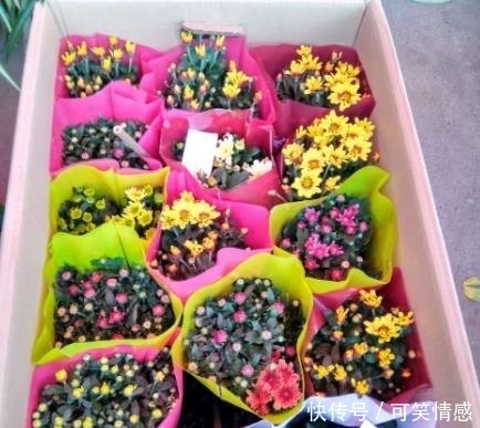 花市上菊花开得正艳,卖花老人却说出了旁人不知的烦恼