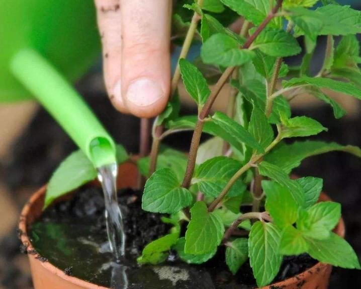 薄荷怎么养才能不枯黄？学习几点小妙招，盆盆绿油油